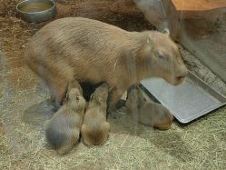 -Zoolung Zoolung动物主题公园(海信广场店)