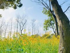 -上海吴淞炮台湾国家湿地公园