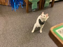 -猫色咖啡·猫咖