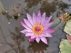 -曼听御花园