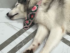 -星多哈·狗咖·拼豆·咖啡