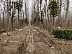 -合肥滨湖国家森林公园