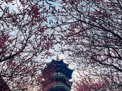 -洋湖国家湿地公园