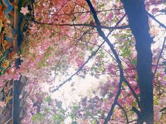 -深圳国际园林花卉博览园