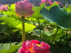 -莲花池公园