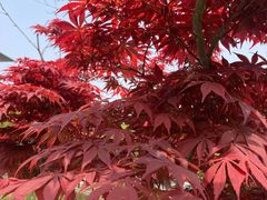 -上海中医药大学附属曙光医院(东部)