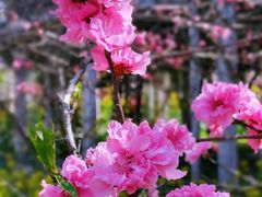 -南汇桃花村