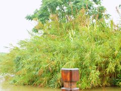 -大湾区中央湿地公园