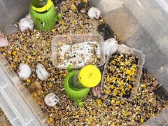 -溪岸路花鸟市场