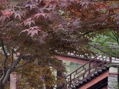 -泗洪洪泽湖湿地景区