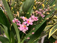 -双季花艺园艺市场(浦东店)