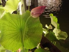 -伴山茶苑·一盏冰茶·半日山居