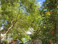 -西双版纳原始森林公园