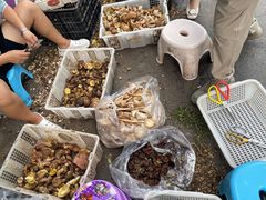 -杨记山珍鸡煲菌汤锅