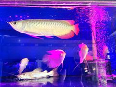 -龙大花卉苗木市场