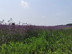 -光明小镇欢乐田园