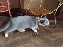 -蓝鲸·缅因猫舍
