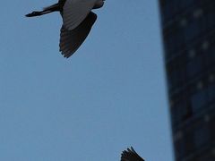 -望江楼公园