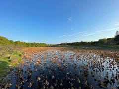-上海海湾国家森林公园