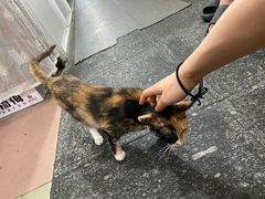 -再回首鸡肉米线(人民路一店)
