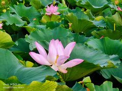 -荷塘月色湿地公园·向阳花洲