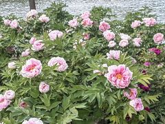 -石家庄市植物园