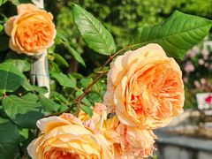 -奉浦四季生态园