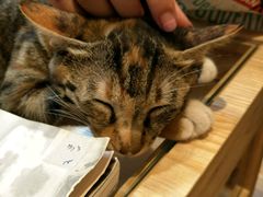 -猫的天空之城概念书店(杭州南宋御街店)