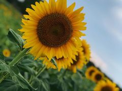 -汉长安城未央宫国家考古遗址公园