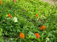 -天适樱花悠乐园