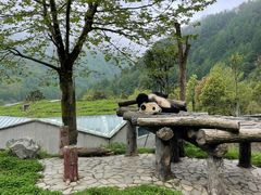 -卧龙中华大熊猫苑神树坪基地