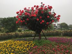 -鹅湖玫瑰文化园