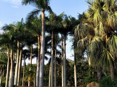-深圳仙湖植物园