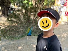 -瑞丽独树成林风景区