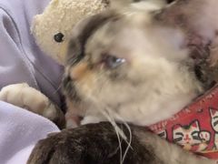 -藏猫猫咖啡主题馆(中央大道店)