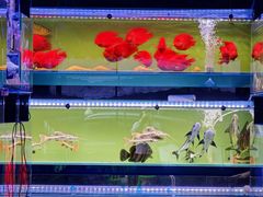 -青石桥花鸟鱼虫市场(叠翠城店)