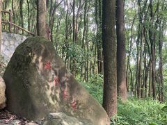 -铁山坪森林公园