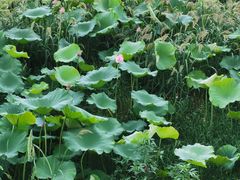 -苏家坨柳林村二月兰花海