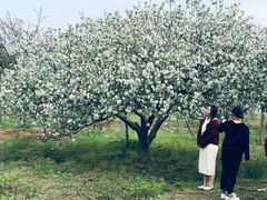 -天王浮山樱花园