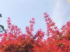 -上海鲜花港