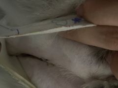 -爱妮康宠物医院·干细胞免疫细胞·肿瘤·心脏(张江店)