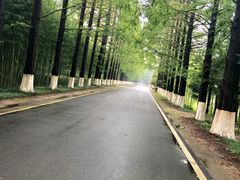 -黄海国家森林公园