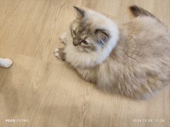 -有喵·猫咖·狗咖·30几只猫10只小狗(岗厦店)