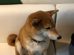 -小时光咖啡馆(北锣鼓巷店)