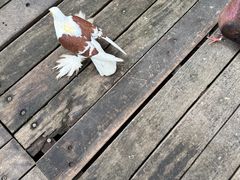 -海南槟榔谷黎苗文化旅游区