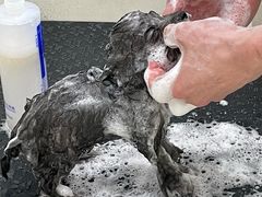-BABYDOG宝贝狗宠物乐园(欧洲城店)