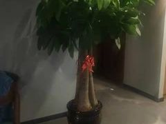 -梵猫·新养生(湛江鼎盛店)