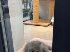 -帕帕拉兹宠物(亚洲旗舰店)