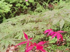 -九曜山