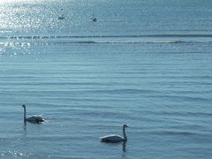 -烟墩角天鹅湖